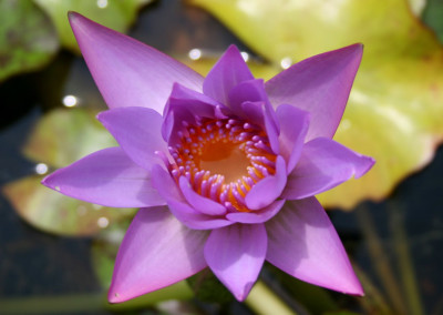 Nymphaea 'Debbie Ann'