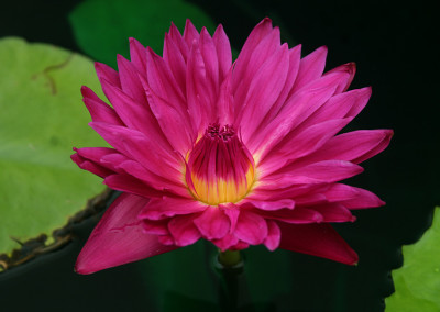 Nymphaea 'Bull's Eye'