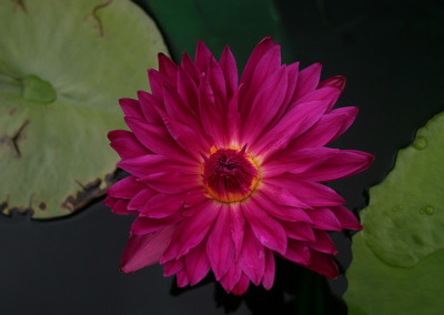 Nymphaea 'Bull's Eye'