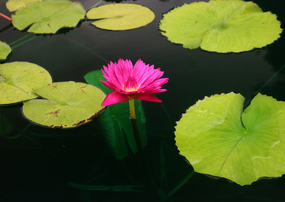 Nymphaea 'Bull's Eye'