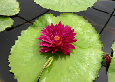 Nymphaea 'Bull's Eye'