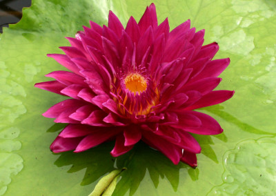 Nymphaea ‘Bull’s Eye’