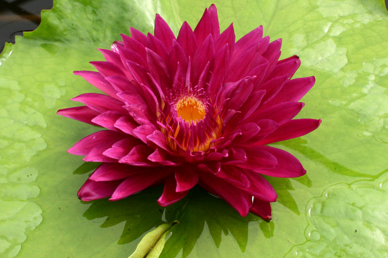 Nymphaea ‘Bull’s Eye’