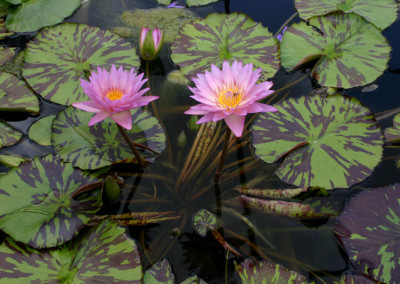 Nymphaea 'Coral Sky'