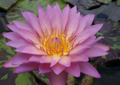 Nymphaea 'Coral Sky'
