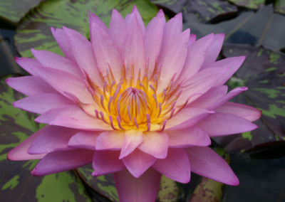 Nymphaea ‘Coral Sky’