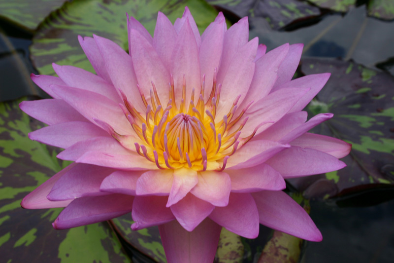 Nymphaea ‘Coral Sky’