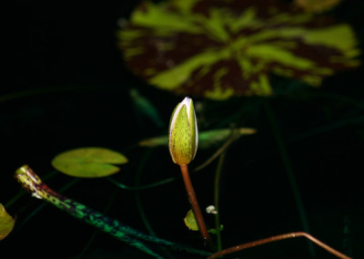 Nymphaea minuta