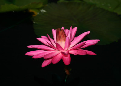 Nymphaea 'Catherine Marie'