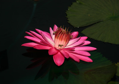 Nymphaea 'Catherine Marie'