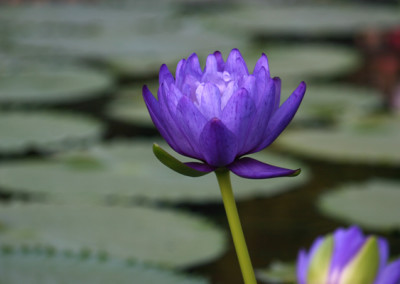 Nymphaea gigantea Hooker