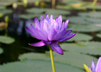 Nymphaea gigantea Hooker