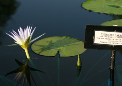 Nymphaea caerulea Savigny