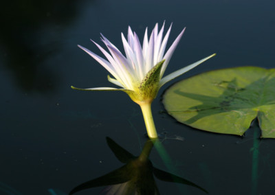 Nymphaea caerulea Savigny