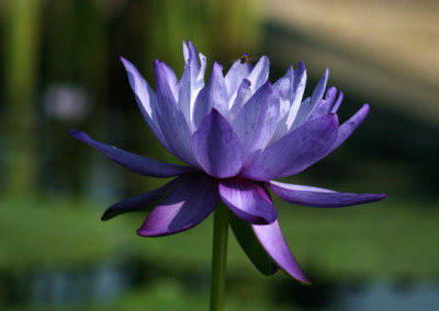 Nymphaea gigantea Hooker