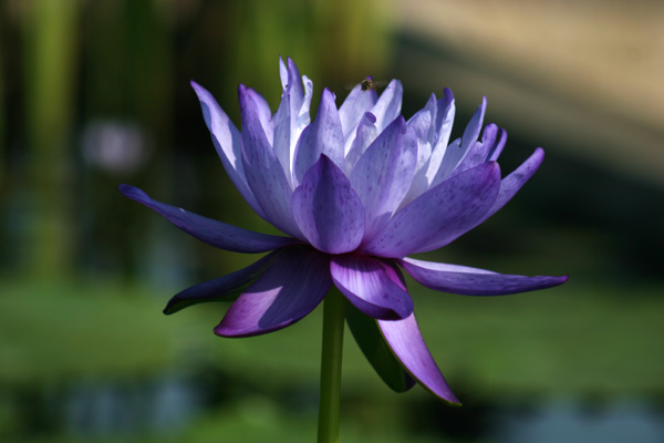 Nymphaea gigantea Hooker