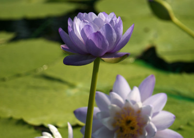 Nymphaea gigantea Hooker