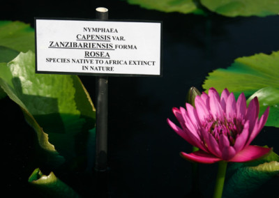 Nymphaea capensis var zanzibariensis forma rosea