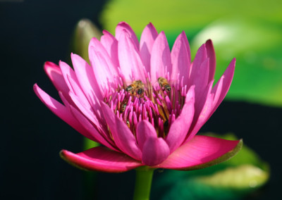 Nymphaea capensis var zanzibariensis forma rosea