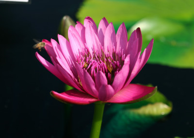 Nymphaea capensis var zanzibariensis forma rosea