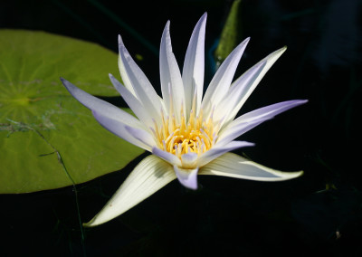 Nymphaea caerulea Savigny