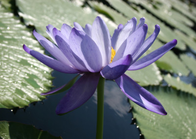 Nymphaea gigantea Hooker