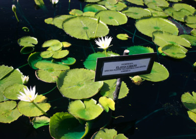 Nymphaea flavovirens Lehmann [N. gracillis Zuccarini]