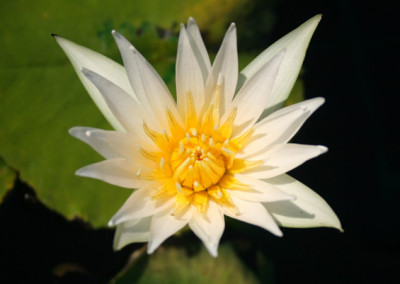 Nymphaea flavovirens Lehmann [N. gracillis Zuccarini]