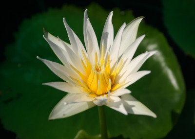 Nymphaea flavovirens Lehmann [N. gracillis Zuccarini]