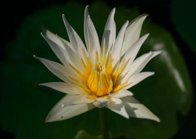 Nymphaea flavovirens Lehmann [N. gracillis Zuccarini]