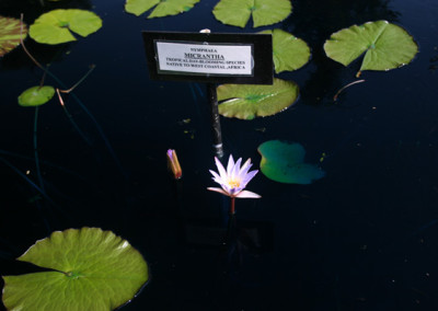 Nymphaea micrantha Guillemin & Perrottet