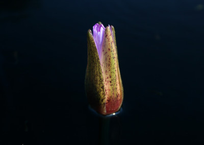 Nymphaea micrantha Guillemin & Perrottet