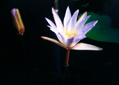 Nymphaea micrantha Guillemin & Perrottet