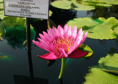 Nymphaea capensis var zanzibariensis forma rosea