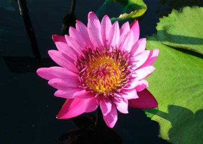 Nymphaea capensis var zanzibariensis forma rosea