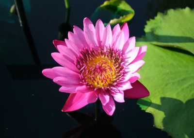 Nymphaea capensis var zanzibariensis forma rosea