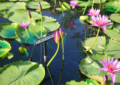 Nymphaea 'Bellachika'