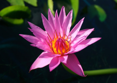 Nymphaea 'Bellachika'