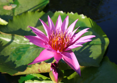 Nymphaea 'Bellachika'