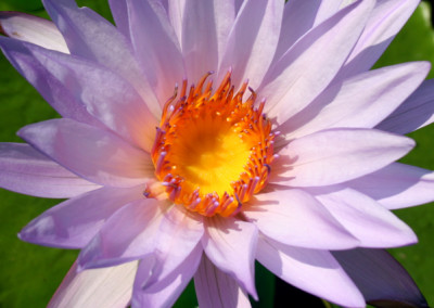 Nymphaea 'Casey Lee Slocum'