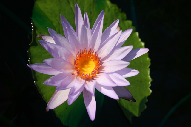 Nymphaea ‘Casey Lee Slocum’