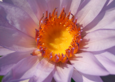 Nymphaea 'Casey Lee Slocum'