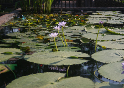 Nymphaea gigantea violacea (Lehman) Conard