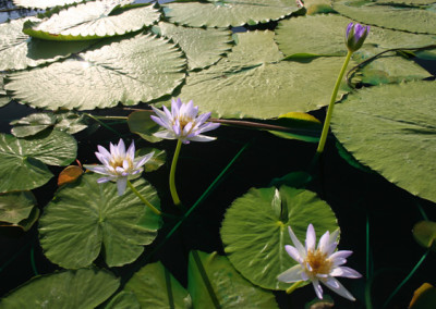 Nymphaea gigantea violacea (Lehman) Conard