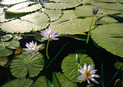 Nymphaea gigantea violacea (Lehman) Conard