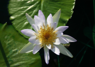 Nymphaea gigantea violacea (Lehman) Conard