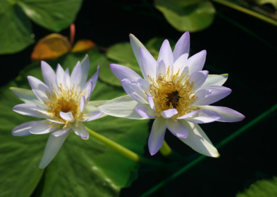 Nymphaea gigantea violacea (Lehman) Conard