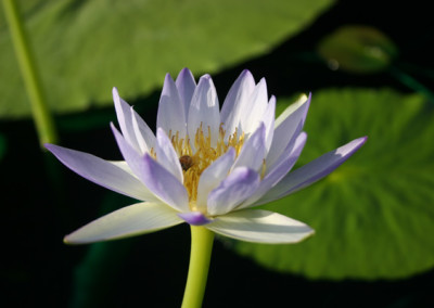 Nymphaea gigantea violacea (Lehman) Conard