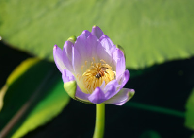 Nymphaea gigantea violacea (Lehman) Conard