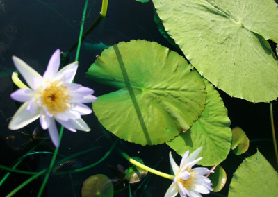 Nymphaea gigantea violacea (Lehman) Conard